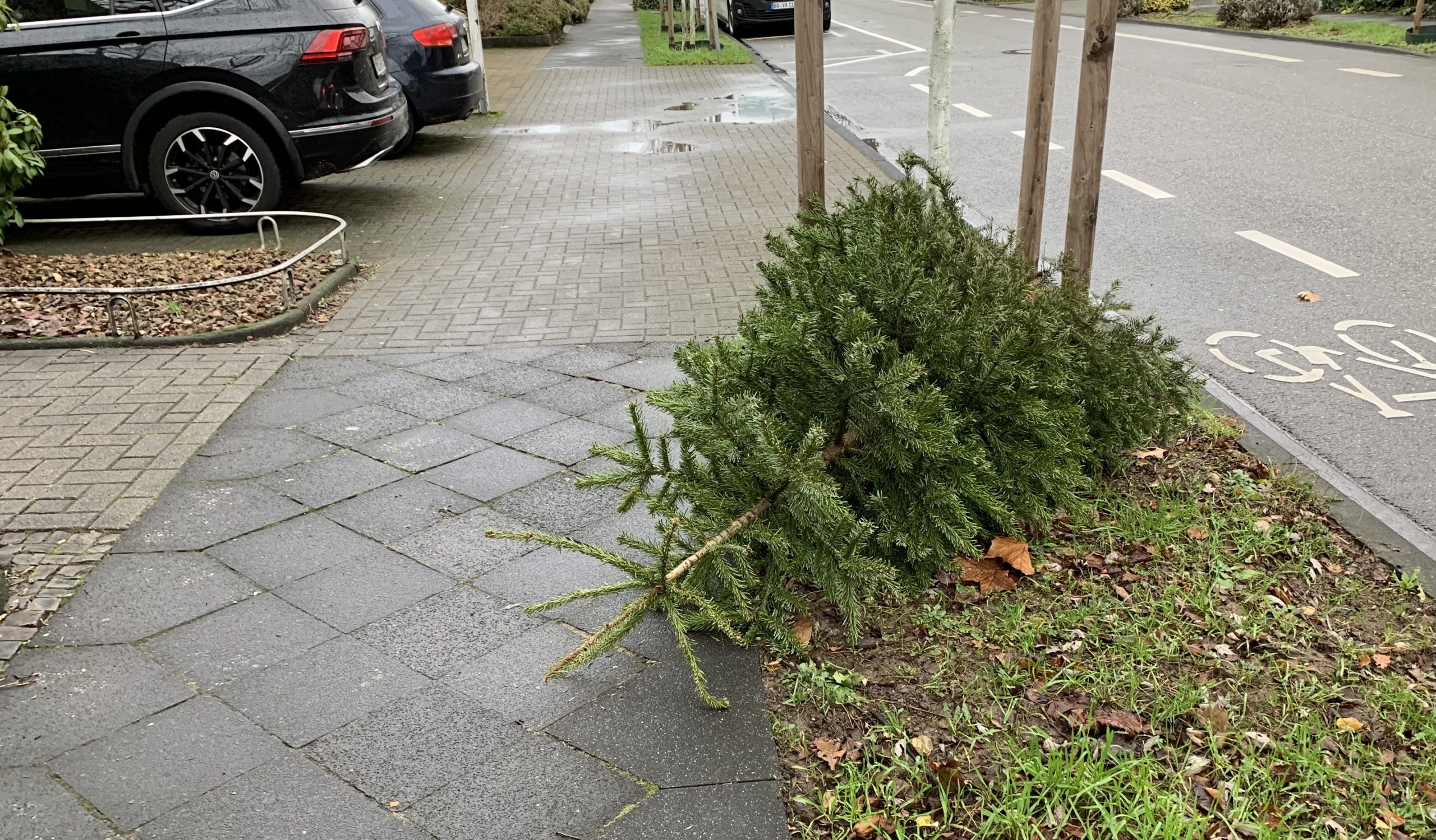AUSGEDIENT: Tannenbäume werden erst nach dem Dreikönigsfest abgeholt
